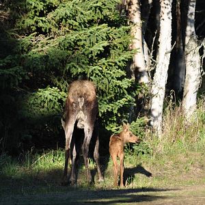 Moose cow and calf - Alaska