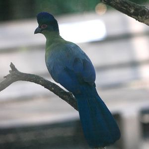 Purple-crested Turaco at Lowry Park, 13/10/13