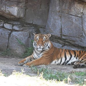 Malayan Tiger at Lowry Park, 13/10/13