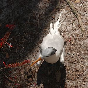 Royal Tern at Lowry Park, 13/10/13