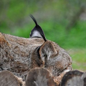 Eurasian Lynx