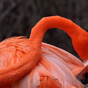 Caribbean Flamingo