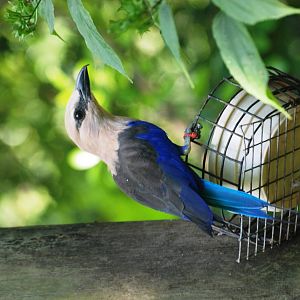 Blue-bellied Roller at Lowry Park, 13/10/13