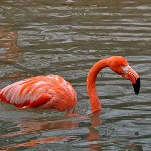 Caribbean Flamingo