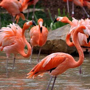 Caribbean Flamingo Exhibit