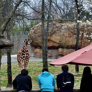 Giraffe Exhibit and Guests.