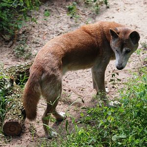 New Guinea Singing Dog at Lowry Park, 13/10/13
