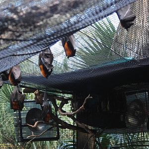 Fruit Bats at Lowry Park, 13/10/13