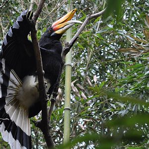 Rhinoceros Hornbill