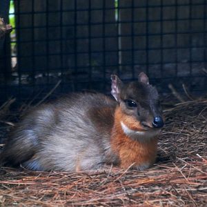 Royal Antelope at Lowry Park, 13/10/13