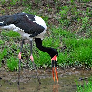 Saddlebill Stork