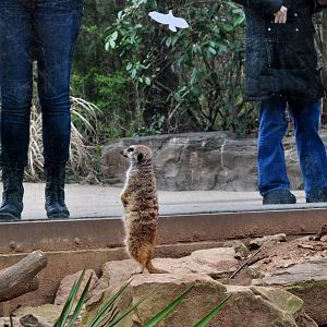 Meerkat Exhibit