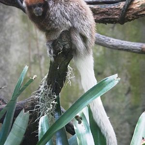 Bolivian Grey Titi at Lowry Park, 13/10/13
