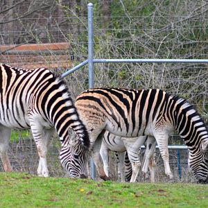 Damara Zebras