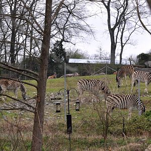 Damara Zebra and Eland Exhibit
