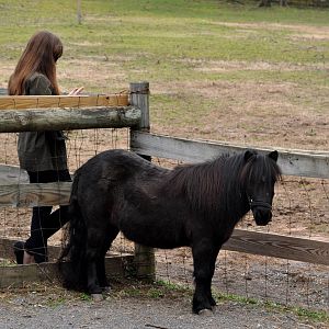 Miniature Horse and Guest