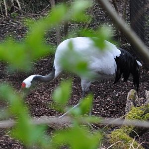 Red-crowned Crane