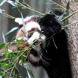 Red Panda