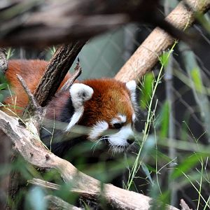Red Panda