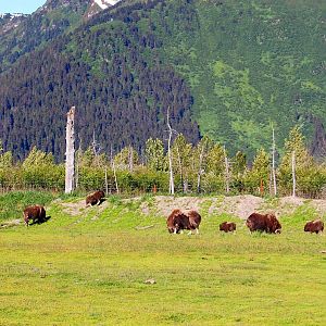 Greenland Musk Ox Exhibit