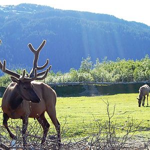 Roosevelt Elk Exhibit