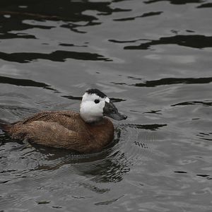 White-headed Duck?