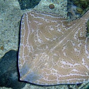 july 2006 - Blonde ray