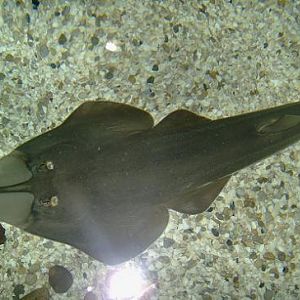july 2006 - common shovelnose ray