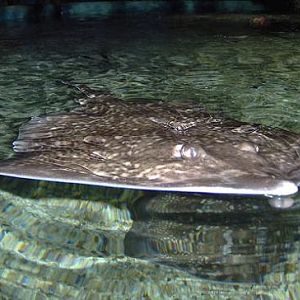 july 2006 - Thornback ray