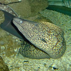 july 2006 - Mediterranean moray