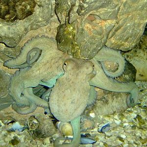 july 2006 - Common octopus