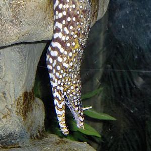 july 2006 - Dragon moray