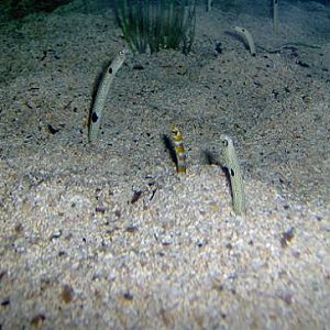 july 2006 - Garden eels