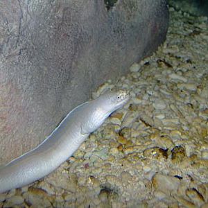 july 2006 - Geometric moray