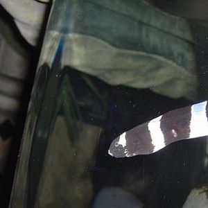 july 2006 - Banded snake eel