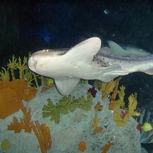 july 2006 - Zebra shark
