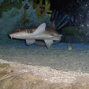 july 2006 - Nurse shark