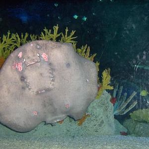 july 2006 - Stingray