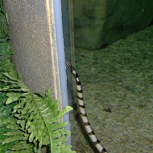 july 2006 - Banded sea snake
