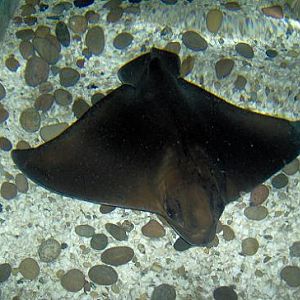 july 2006 - Common eagle ray