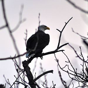Bald Eagle - Alaska (Potter Marsh)