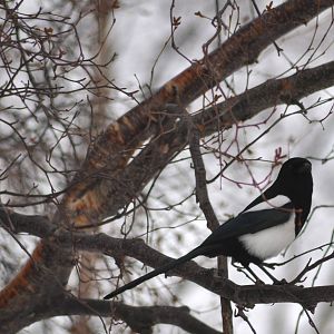 Black-billed Magpie - Alaska (Rabbit Creek)