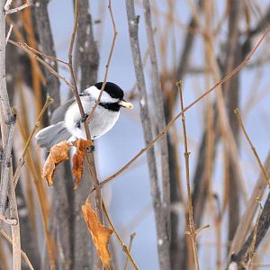 Black-capped Chickadee - Alaska (Rabbit Creek)