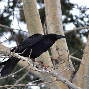Common Raven - Alaska (Rabbit Creek)