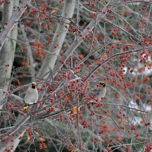 Bohemian Waxwings - Alaska (Anchorage)
