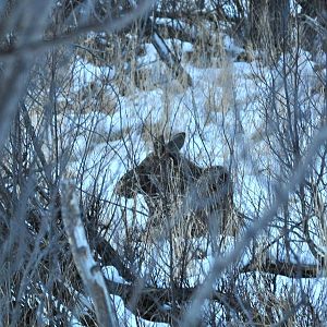 Moose - Alaska (Potter Marsh)
