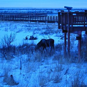 Moose - Alaska (Potter Marsh)
