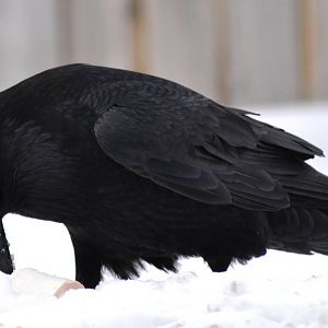 Common Raven - Alaska (Anchorage)