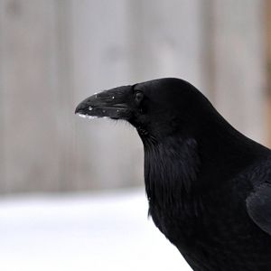 Common Raven - Alaska (Anchorage)