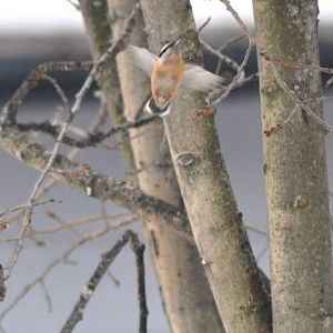 Red-breasted Nuthatch - Alaska (Anchorage)